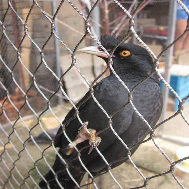 不锈钢绳网图片4